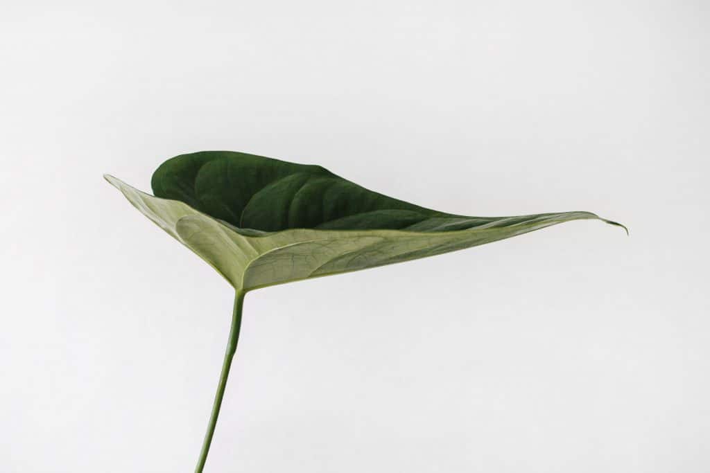 leaf