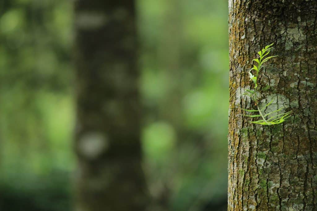 tree