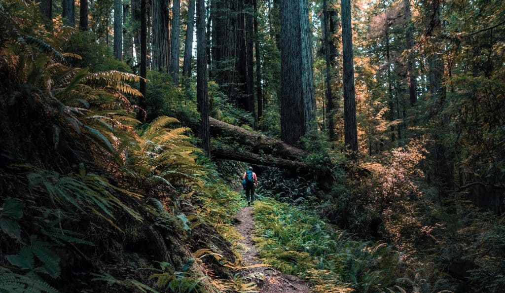 nik-shuliahin-E52nGChrnpY-unsplash
