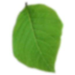 leaf-1