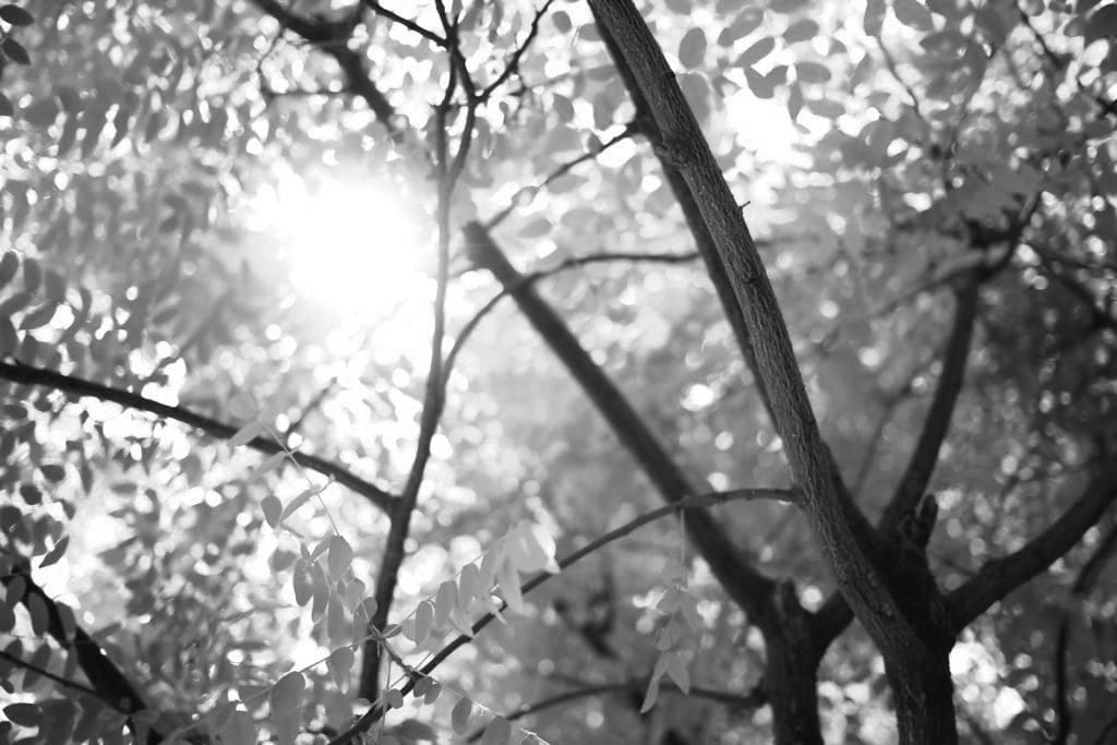 BBC documentary inspires environmental changes BBC documentary inspires environmental changes
