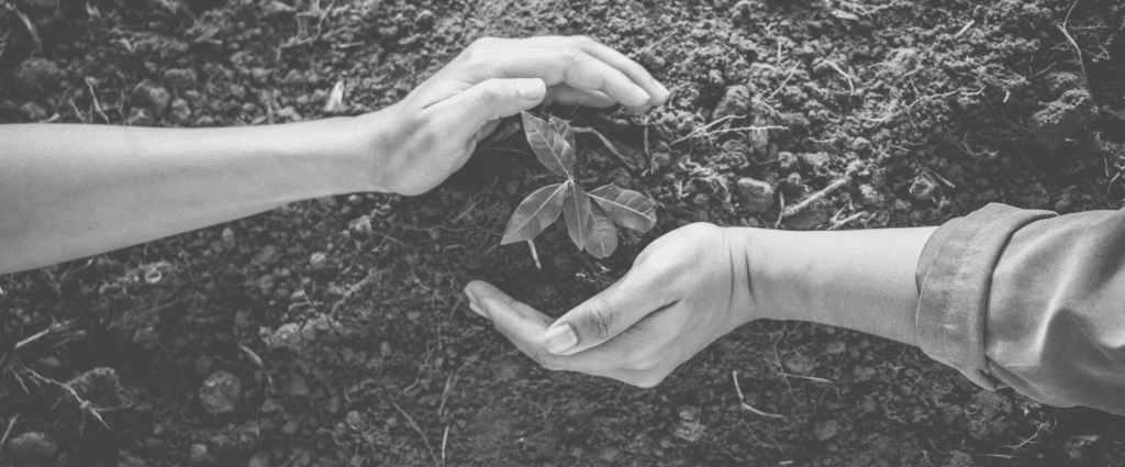 Sustainability New Header Hands holding a small plant